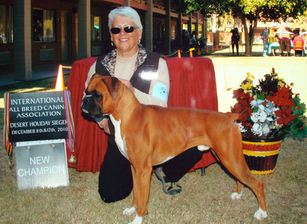 Booker, a Boxer owned by Charlene George winning the International All Breed Canine Association Conformation Trial